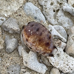 Lyncina lynx