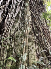 Metrosideros diffusa