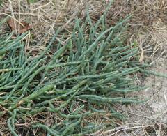 Salicornia
