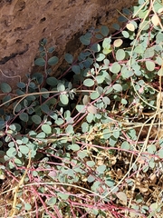 Euphorbia cinerascens