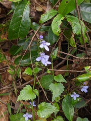 Lobelia trigonocaulis