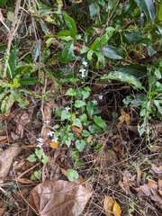 Lobelia trigonocaulis