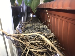 Streptopelia chinensis