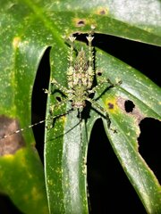 Phricta spinosa