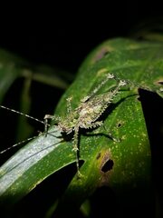 Phricta spinosa