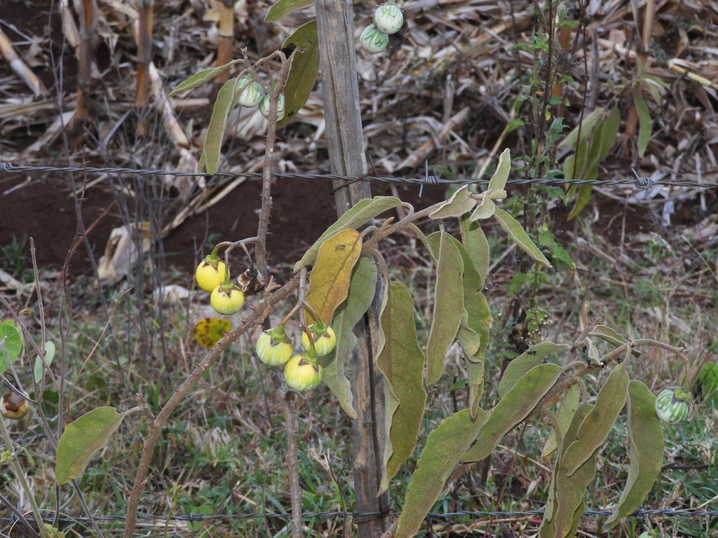 bitter tomato from Simat, Kenya on 21 December, 2022 at 06:05 PM by ...