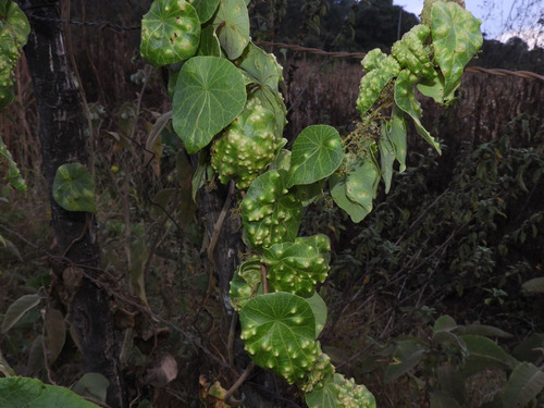 Stephania abyssinica image