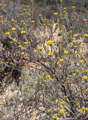 Pentzia dentata
