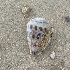 Conus ebraeus