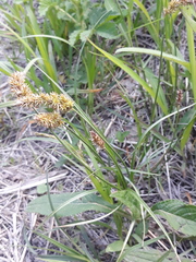 Carex laevissima