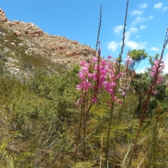 Watsonia