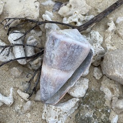 Conus lividus