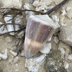 Conus lividus