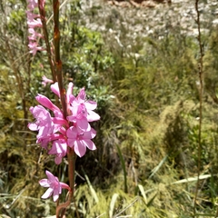 Watsonia