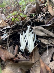 Clavaria