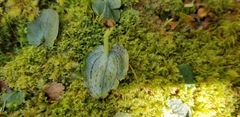 Corybas