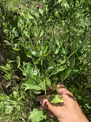 Baccharis halimifolia