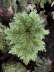 Dendrohypopterygium