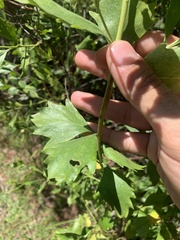 Baccharis halimifolia