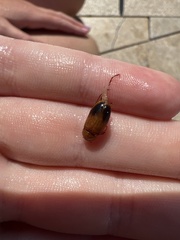 Phyllotocus macleayi