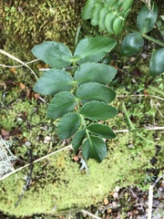 Gingidia montana