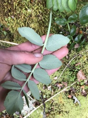 Gingidia montana