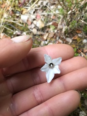 Wahlenbergia albomarginata