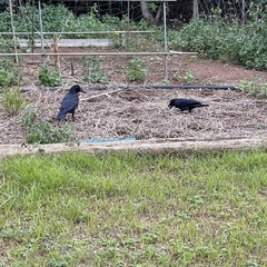 Corvus macrorhynchos connectens