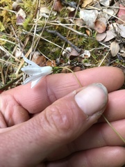 Wahlenbergia albomarginata
