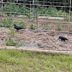 Corvus macrorhynchos connectens