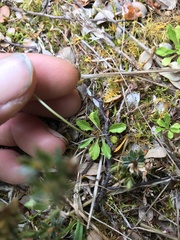 Wahlenbergia albomarginata