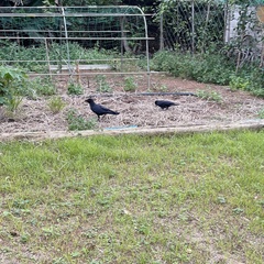 Corvus macrorhynchos connectens