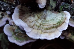 Trichaptum abietinum