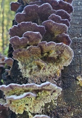 Trichaptum abietinum