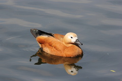 Tadorna ferruginea