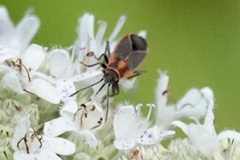 Ochrimnus lineoloides