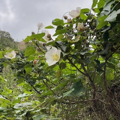 Hibiscus makinoi