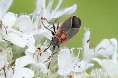 Ochrimnus lineoloides