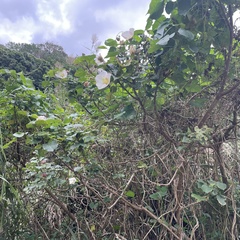 Hibiscus makinoi