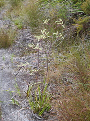 Anigozanthos flavidus