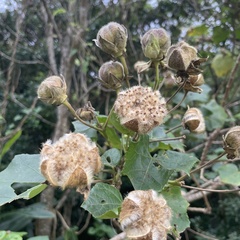 Hibiscus makinoi