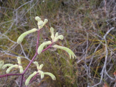 Anigozanthos flavidus