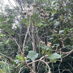 Hibiscus makinoi