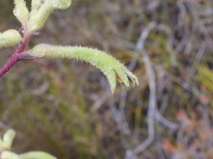 Anigozanthos flavidus
