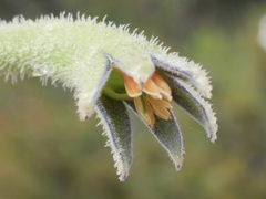 Anigozanthos flavidus