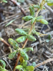 Frankenia salina