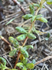Frankenia salina