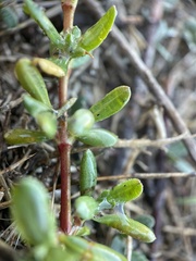 Frankenia salina