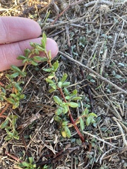 Frankenia salina