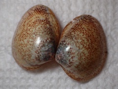 Laevicardium substriatum